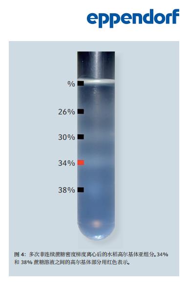 利用密度梯度超速離心法從水稻幼苗中分離和富集高爾基體