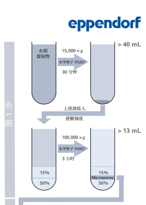 利用密度梯度超速離心法從水稻幼苗中分離和富集高爾基體